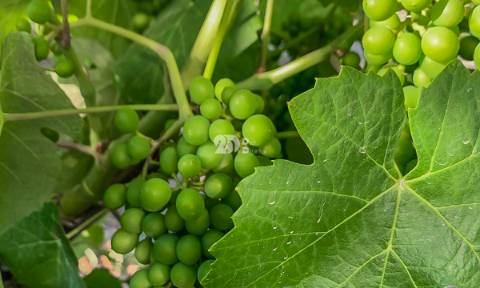 Quintas 263.310m² - Tabuaço