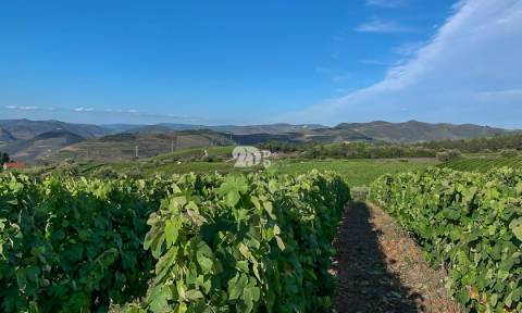 Quintas 263.310m² - Tabuaço