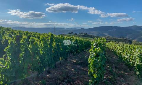 Quintas 263.310m² - Tabuaço