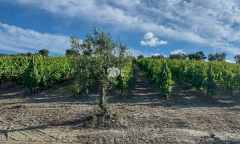 Quintas 263.310m² - Tabuaço