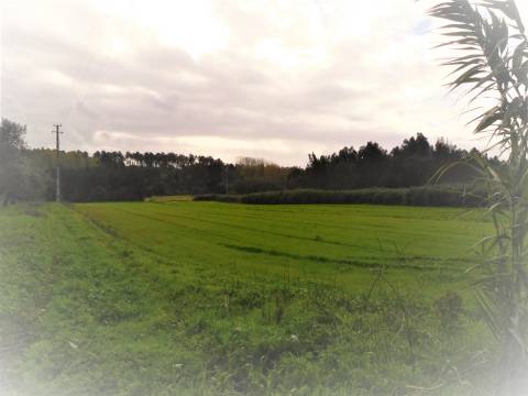 Terreno para construção com 4990m2  / Pinheiros / Leiria