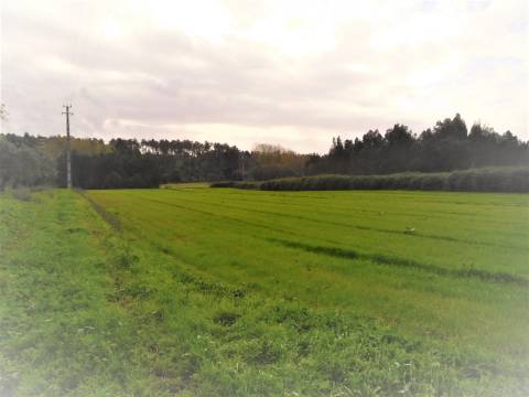 Terreno para construção com 4990m2  / Pinheiros / Leiria