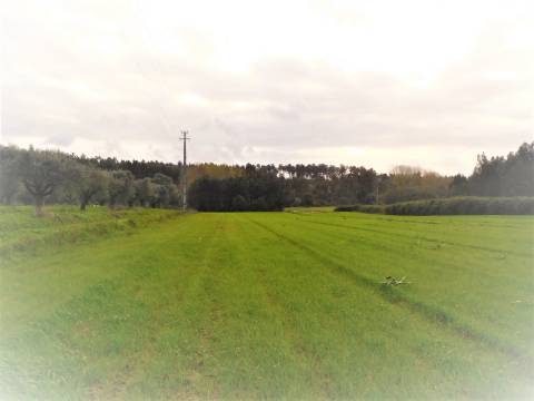Terreno para construção com 4990m2  / Pinheiros / Leiria