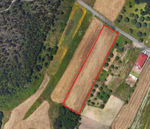 Terreno para construção com 4990m2  / Pinheiros / Leiria