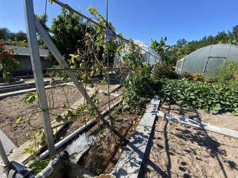 Quinta com Moradia T3+1 / Mata Mourisca / Pombal