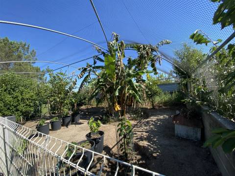 Quinta com Moradia T3+1 / Mata Mourisca / Pombal