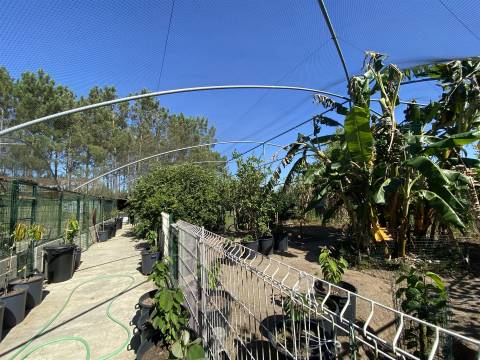 Quinta com Moradia T3+1 / Mata Mourisca / Pombal