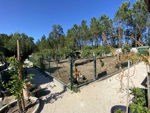 Quinta com Moradia T3+1 / Mata Mourisca / Pombal