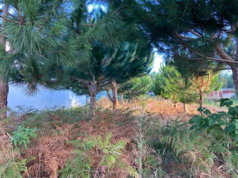 Terreno rustico / Lameira / Ortigosa