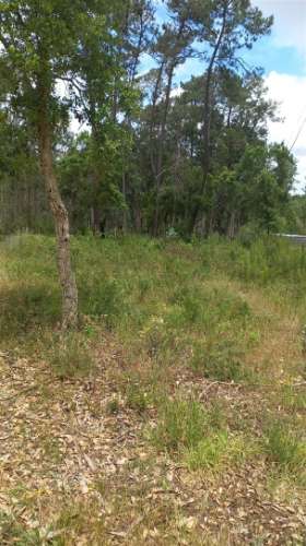 Terreno / 1.320m2  / Monte Real / Leiria