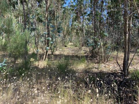 Terreno de Construção / Casal Novo / Amor