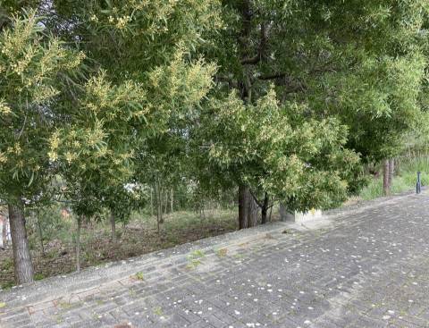Terreno  Venda em Leiria, Pousos, Barreira e Cortes,Leiria