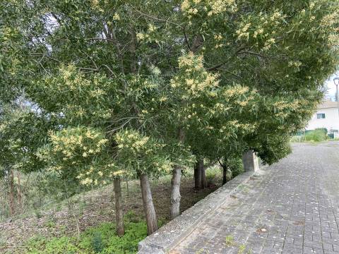 Terreno  Venda em Leiria, Pousos, Barreira e Cortes,Leiria