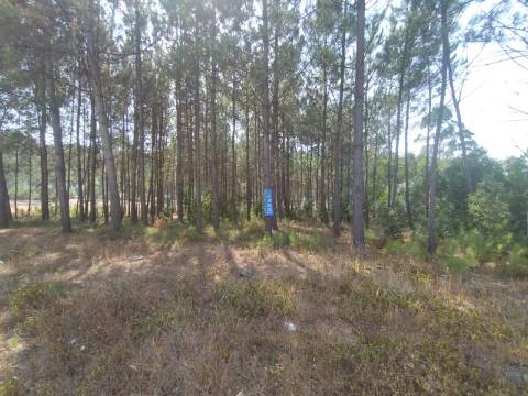 Terreno / Construção / Bidoeira de Baixo / Leiria