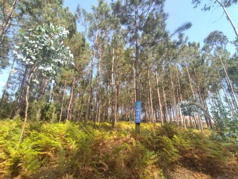 Terreno / Construção / Bidoeira de Baixo / Leiria