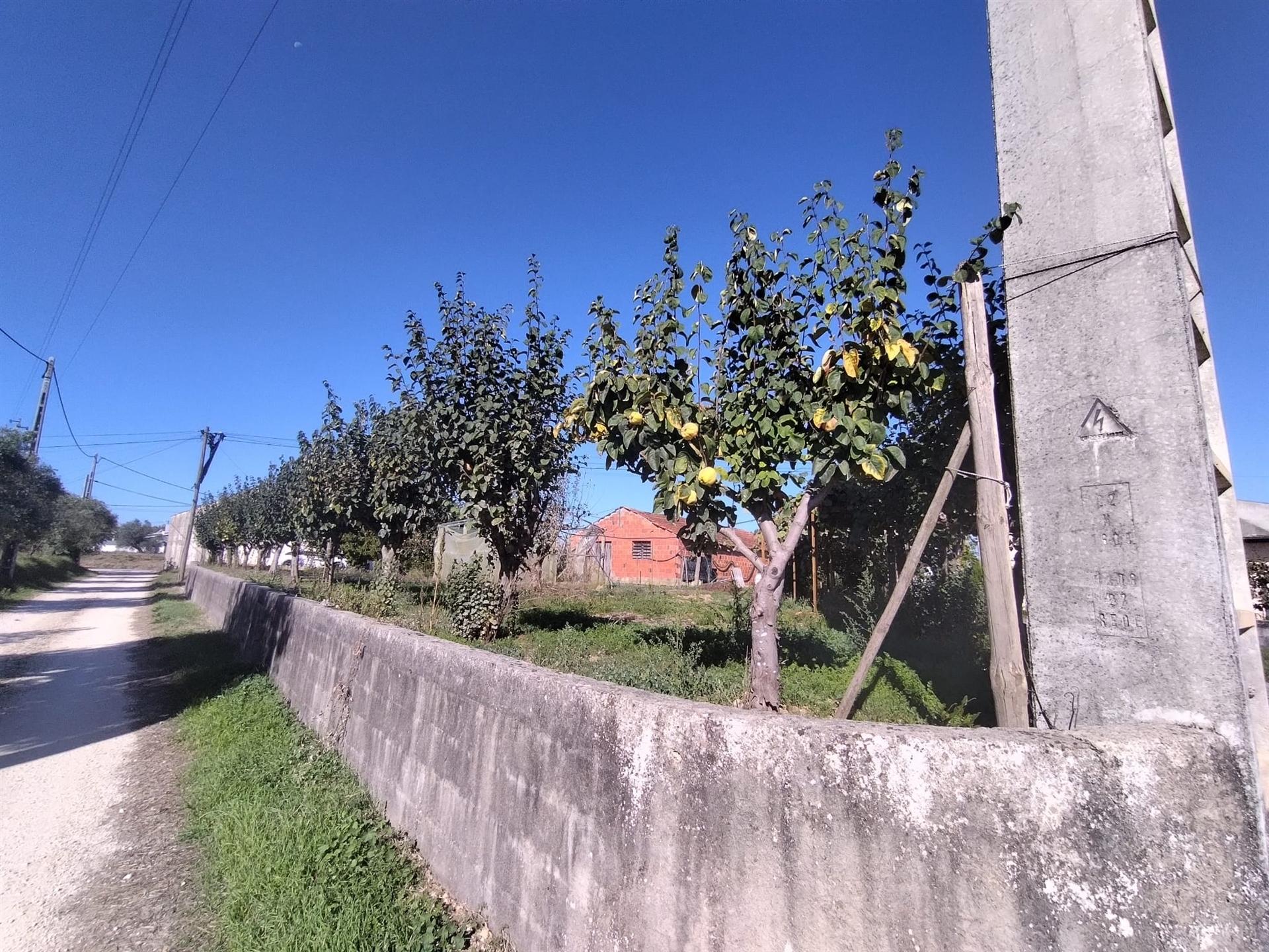 Armazém  Venda em Almagreira,Pombal