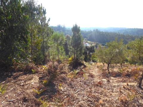 OPORTUNIDADE / Quinta com Moradia T3 / Vinha da Rainha / Soure / Coimbra