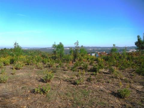 OPORTUNIDADE / Quinta com Moradia T3 / Vinha da Rainha / Soure / Coimbra