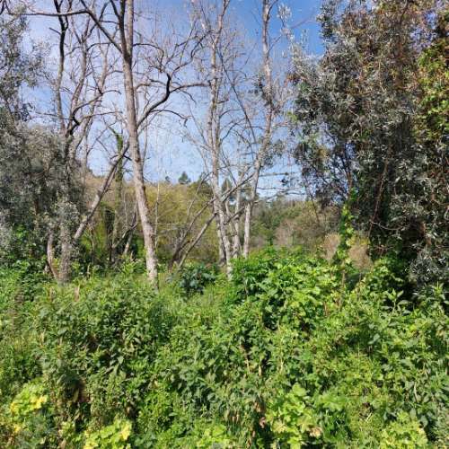 Terreno Rústico com 1,952 ha, Caneças, Odivelas