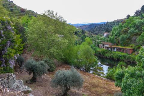 Quinta em pleno vale do Tua