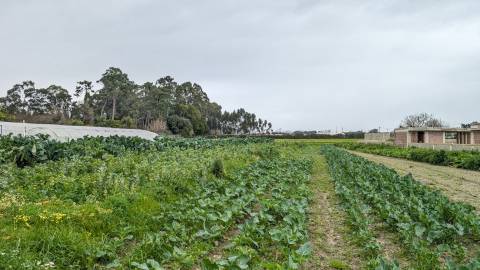 Terreno para Construção - Aveiro