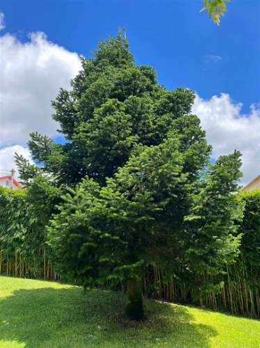 Moradia T4 Venda em Abade de Neiva,Barcelos