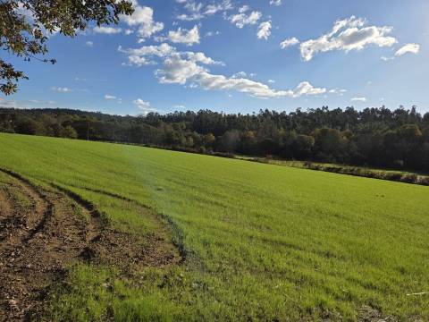 Quinta  Venda em Panque,Barcelos
