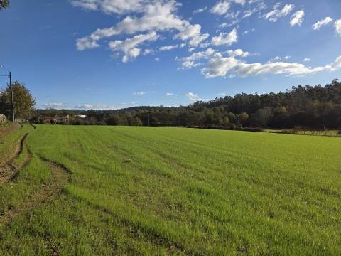 Quinta  Venda em Panque,Barcelos