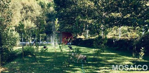 Terreno Rústico  Venda em São Miguel do Mato,Arouca
