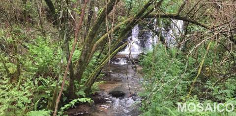 Terreno Rústico  Venda em São Miguel do Mato,Arouca