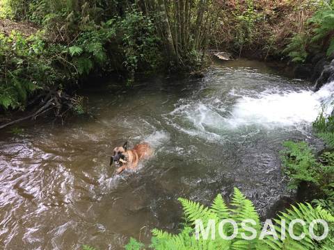 Terreno Rústico  Venda em São Miguel do Mato,Arouca