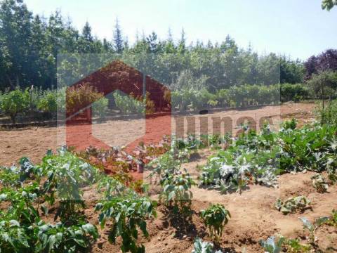 Quintinha T3 Venda em Sabugal e Aldeia de Santo António,Sabugal