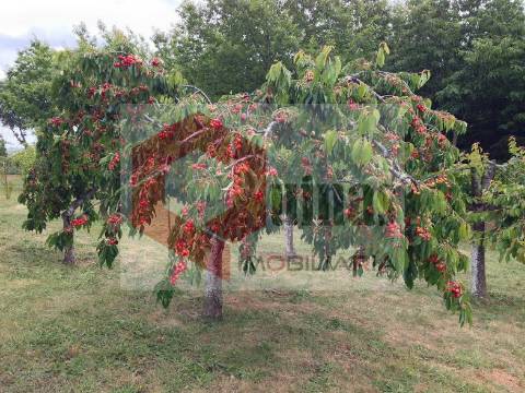 Quintinha T3 Venda em Sabugal e Aldeia de Santo António,Sabugal