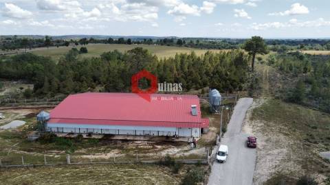 Cunicultura para venda