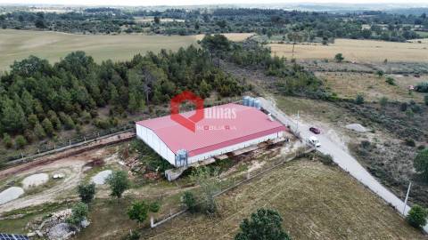 Cunicultura para venda