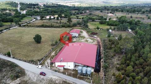 Cunicultura para venda