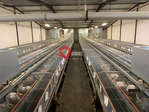 Cunicultura para venda