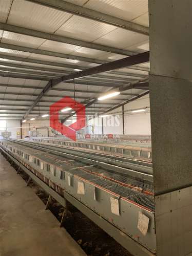 Cunicultura para venda