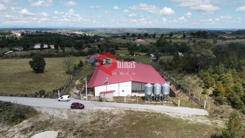 Cunicultura para venda