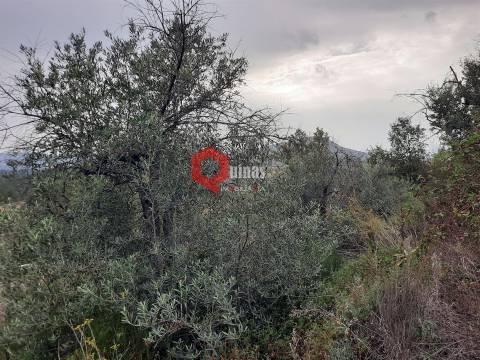 Terreno com 11.000,m2 para VENDA em Santo Estevão, Sabugal