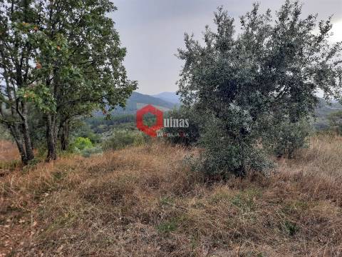 Terreno com 11.000,m2 para VENDA em Santo Estevão, Sabugal