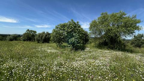 Terreno para construção de moradia , Rendufas, Torres Novas