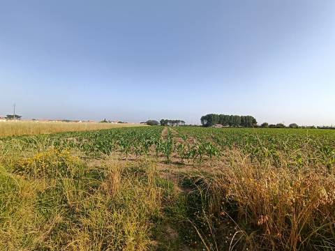 Terreno Rústico com 1380m2 e 15 de frente em Ilhavo.