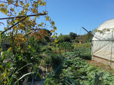 Moradia T3 Térrea, c/ pátio coberto,quintal magnífico na Fogueira,Sangalhos.