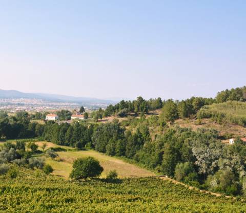 Quinta  Venda em Vilar de Nantes,Chaves