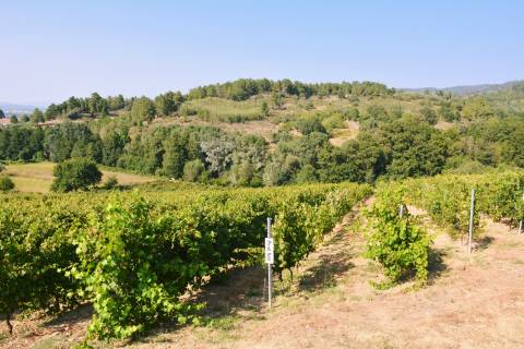 Quinta  Venda em Vilar de Nantes,Chaves