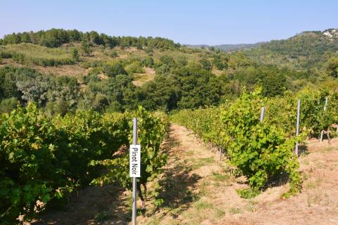 Quinta  Venda em Vilar de Nantes,Chaves