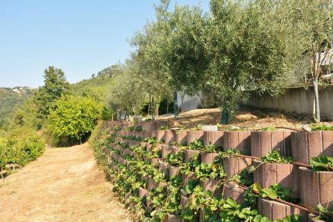 Quinta  Venda em Vilar de Nantes,Chaves