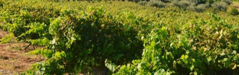 Quinta  Venda em Vilar de Nantes,Chaves