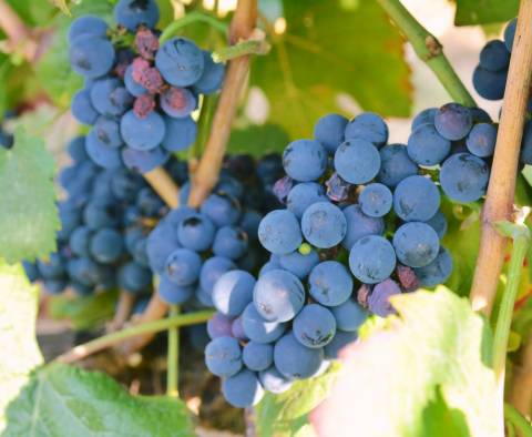 Quinta  Venda em Vilar de Nantes,Chaves